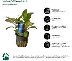 Dehner Aqua Premium Beckett´s Wasserkelch - Cryptocoryne beckettii