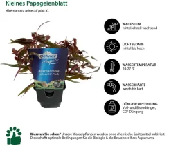 Dehner Aqua Premium Kleines Papageienblatt - Alternanthera reineckii pink XL