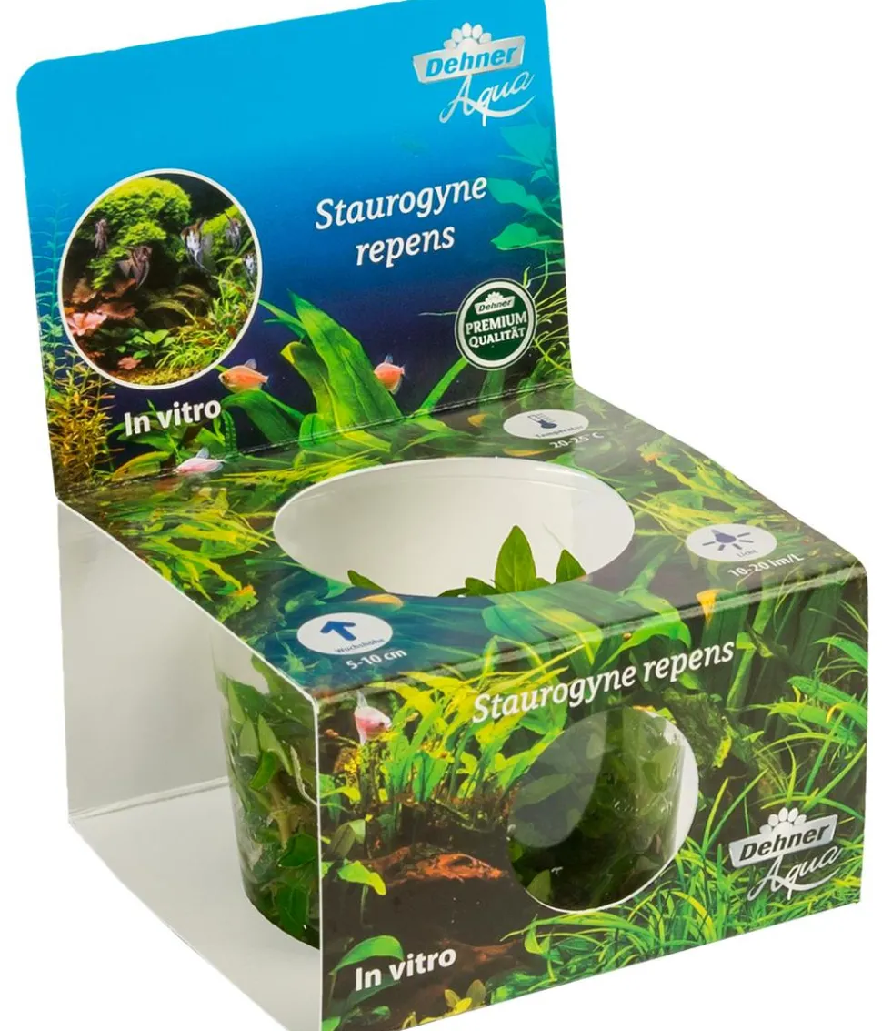 Dehner Aqua Premium Kriechende Staurogyne In vitro - Staurogyne repens