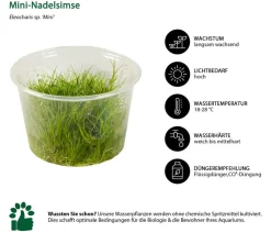 Dehner Aqua Premium Mini-Nadelsimse In vitro - Eleocharis sp. Mini