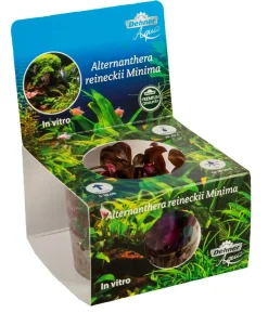 Dehner Aqua Premium Mini-Papageienblatt In vitro - Alternanthera reineckii Mini