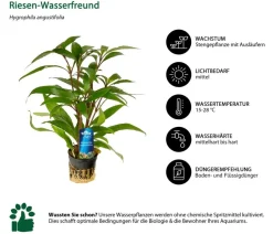 Dehner Aqua Premium Riesen-Wasserfreund - Hygrophila angustifolia