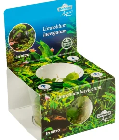 Dehner Aqua Premium Südamerikanischer Froschbiss In vitro - Limnobium laevigatum
