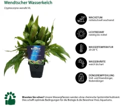 Dehner Aqua Premium Wendtscher Wasserkelch - Cryptocoryne wendtii XL