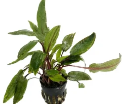 Dehner Aqua Premium Willis Wasserkelch - Cryptocoryne x willisii