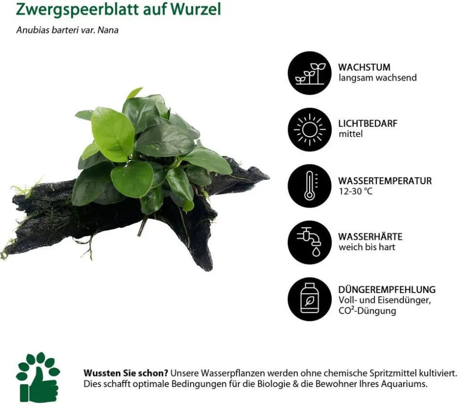 Dehner Aqua Premium Zwergspeerblatt auf Wurzel - Anubias barteri var. Nana