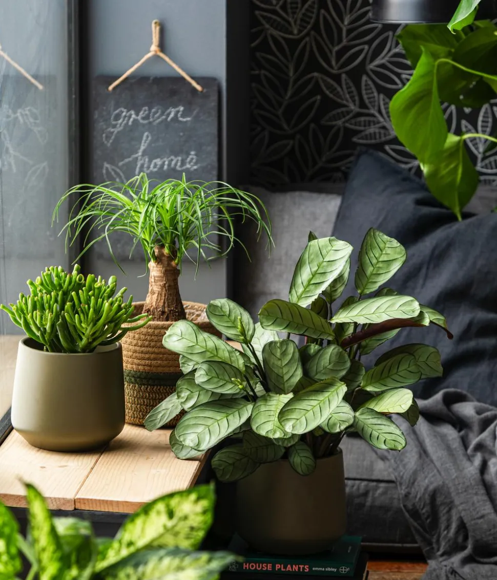 Dehner Übertopf-Set Green Feeling, 3-teilig