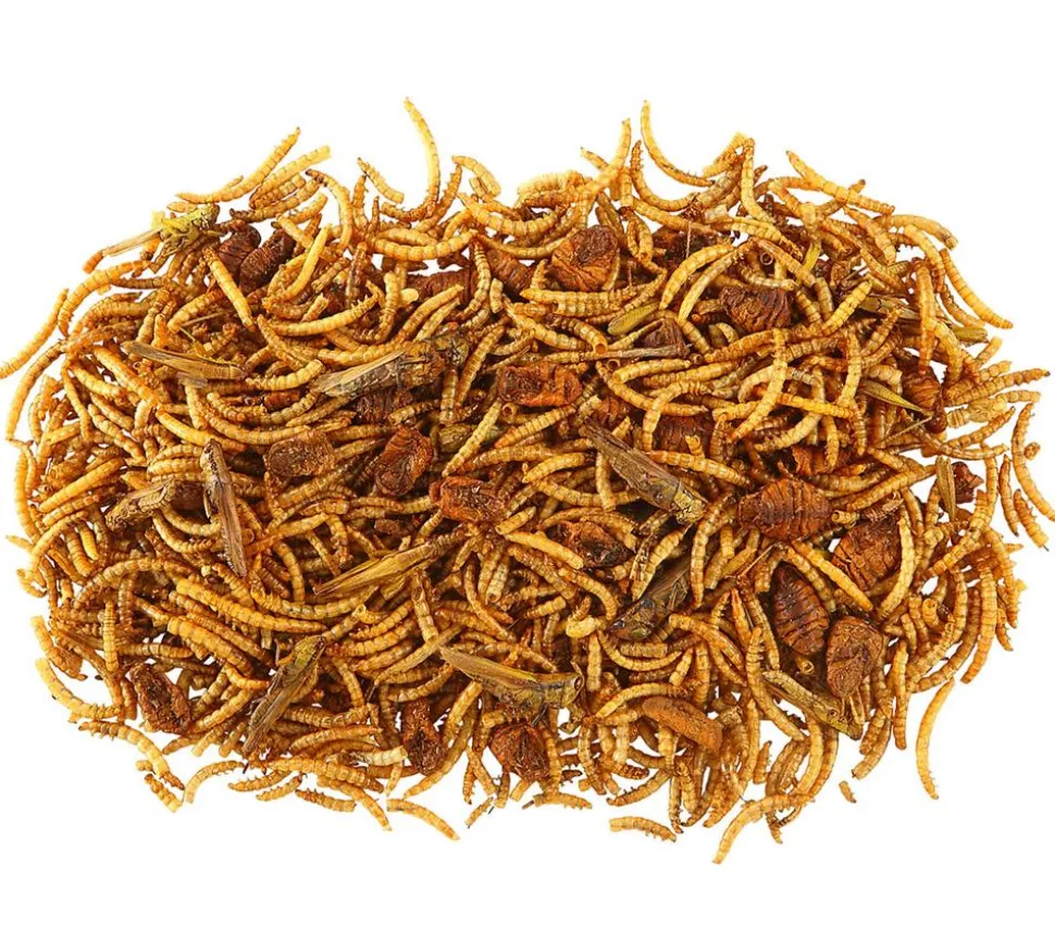 Dehner Best Nature Insekten-Mix, 60 g
