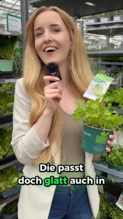 Dehner Bio Petersilie glatt, 6er Schale