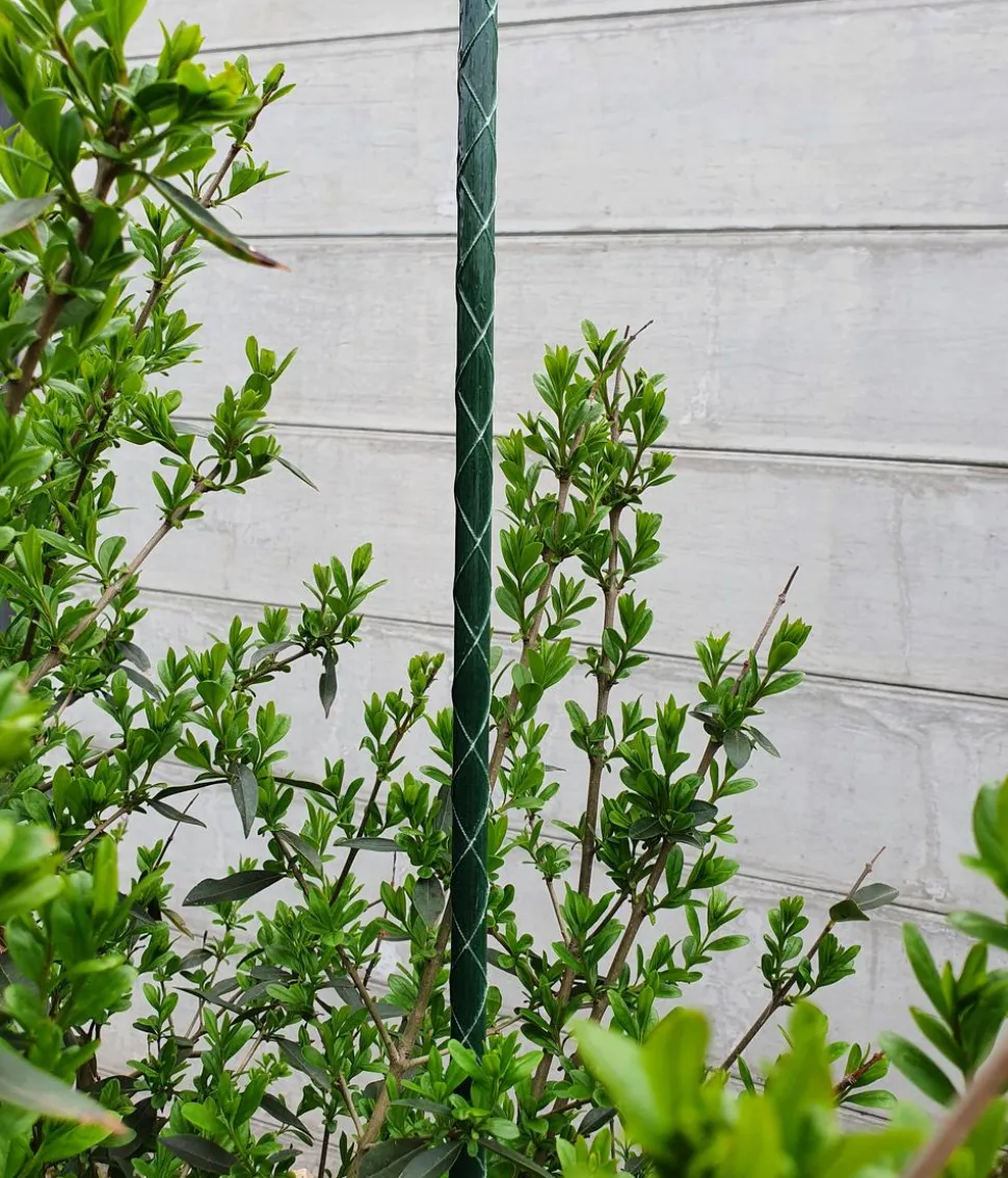 Dehner Fiberglas-Pflanzenstab