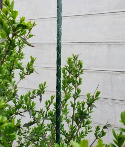 Dehner Fiberglas-Pflanzenstab