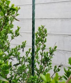 Dehner Fiberglas-Pflanzenstab
