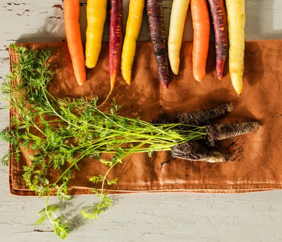 Dehner Gourmet Garten Bunte Möhre, 20er Schale