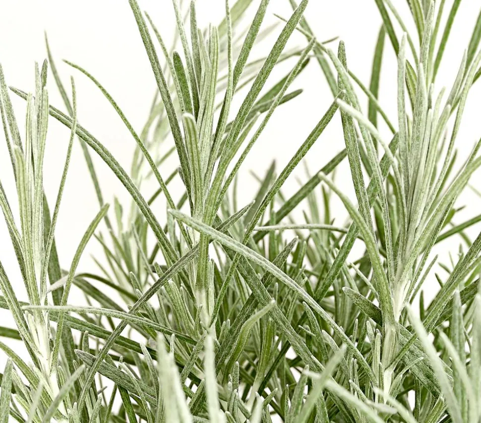 Dehner Gourmet Garten Currykraut