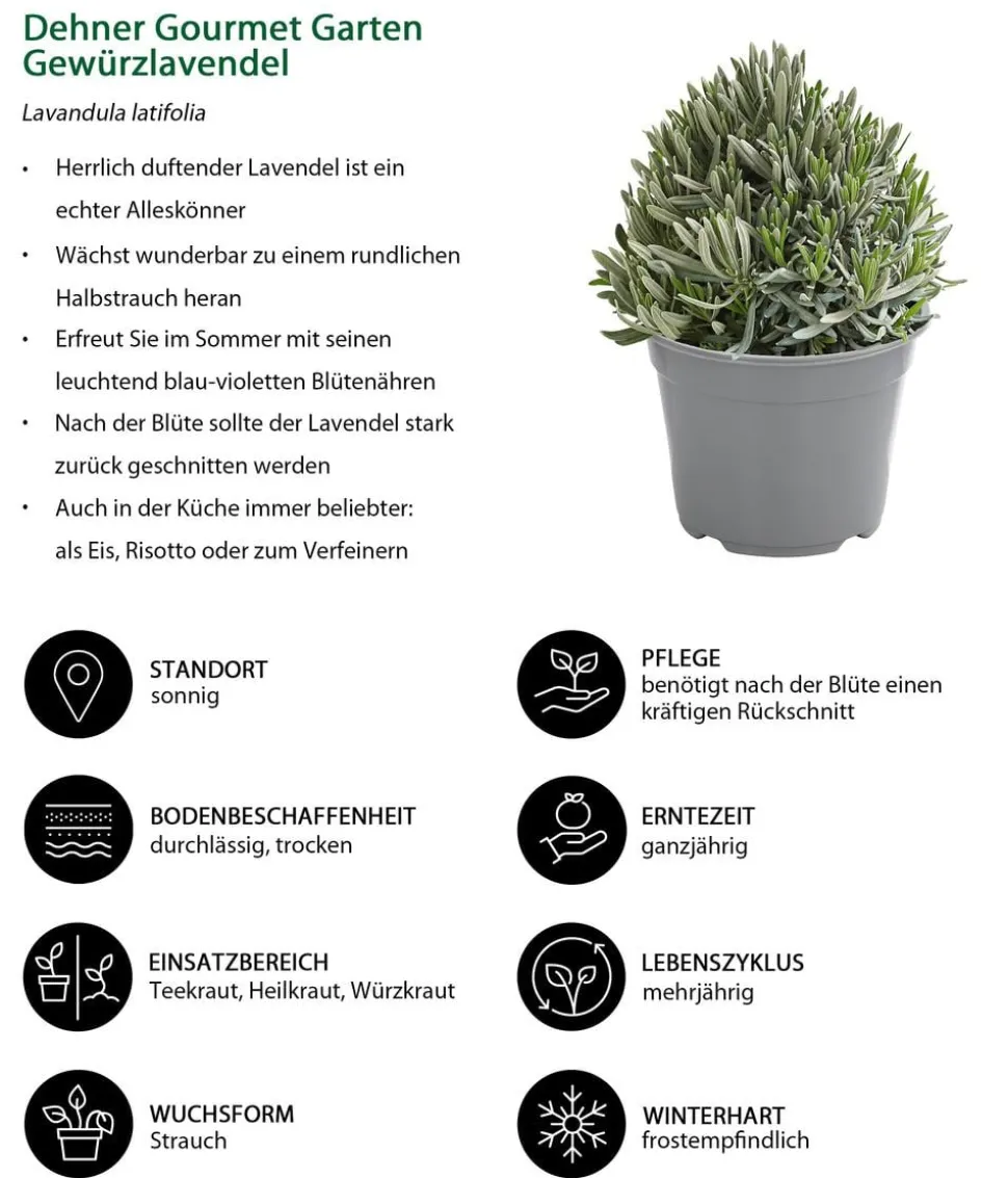 Dehner Gourmet Garten Gewürzlavendel