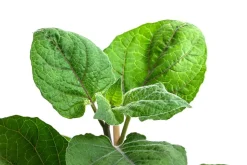 Dehner Gourmet Garten Goldandenbeere