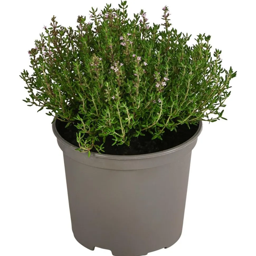Dehner Gourmet Garten Kugelthymian
