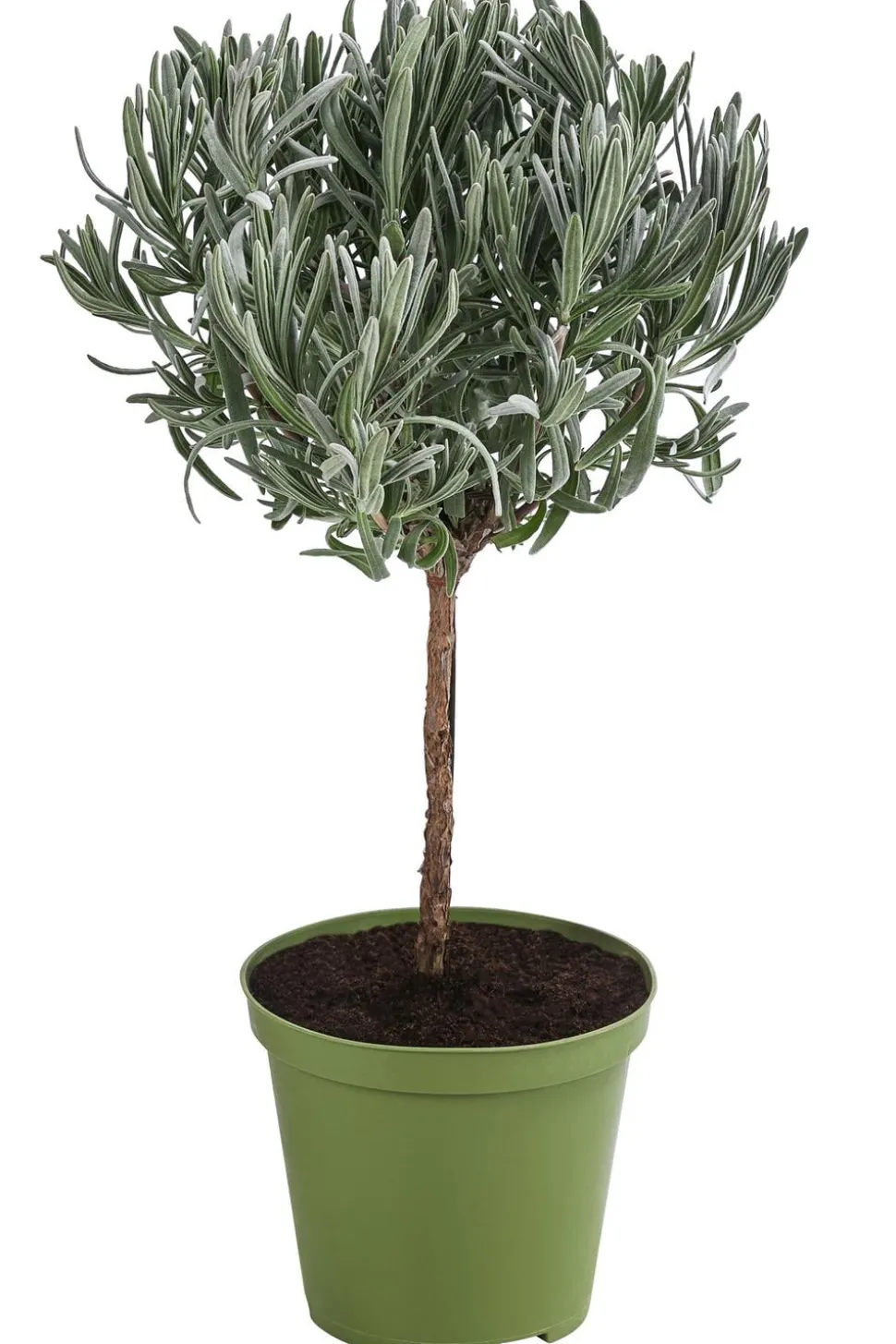 Dehner Gourmet Garten Lavendel, Hochstamm