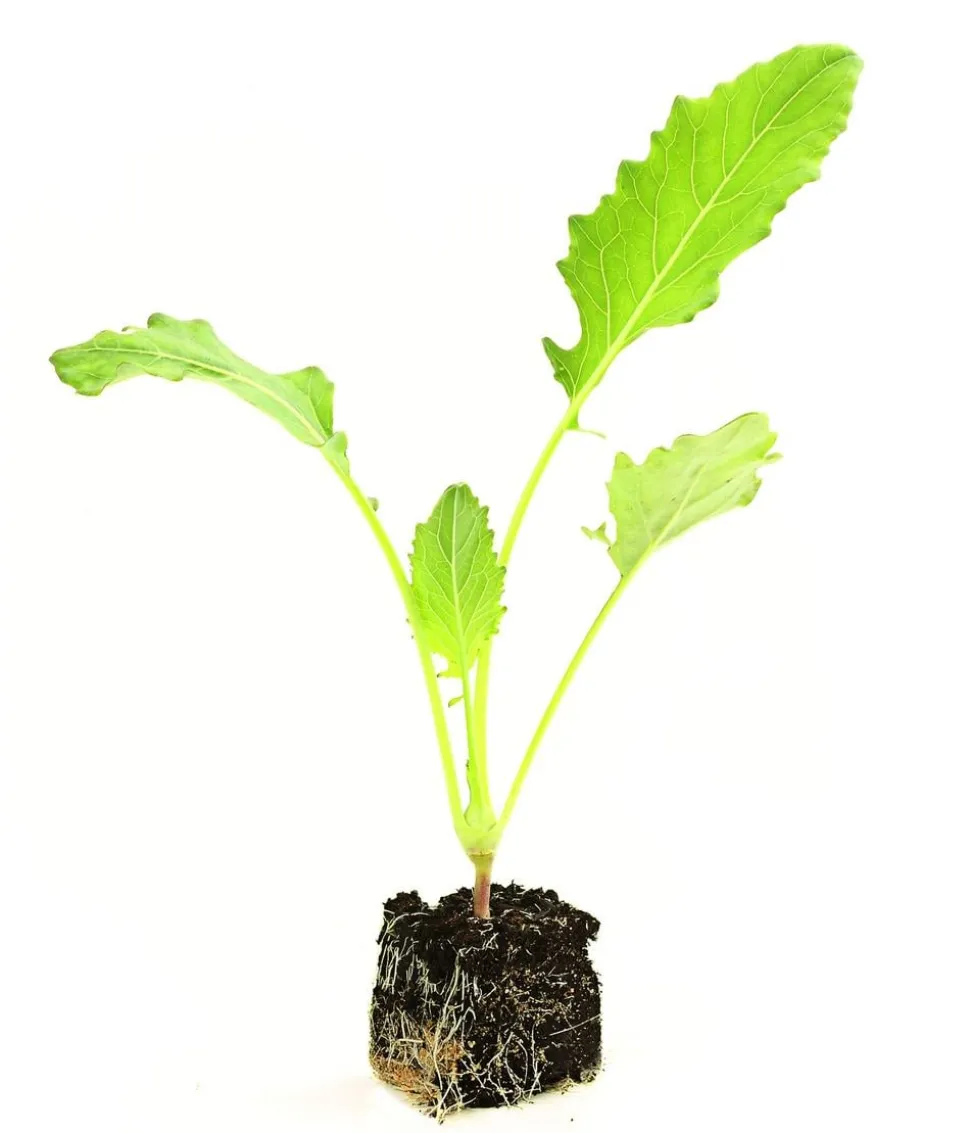 Dehner Gourmet Garten Riesenkohlrabi, 6er Schale