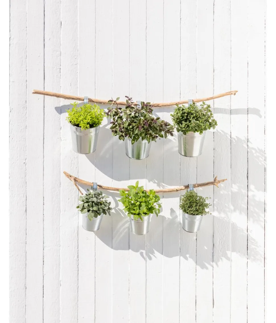 Dehner Gourmet Garten Salbei