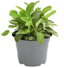 Dehner Gourmet Garten Salbei