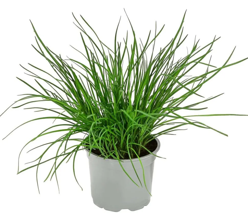 Dehner Gourmet Garten Schnittknoblauch