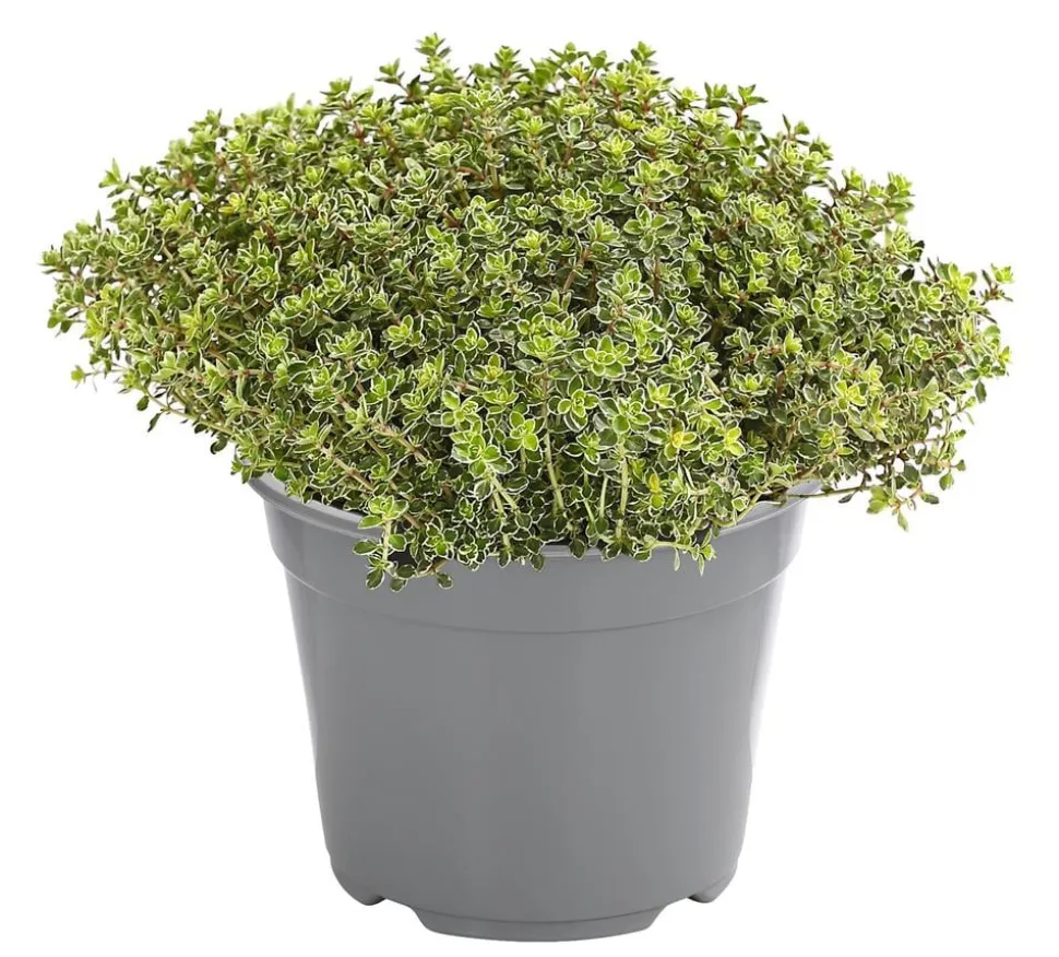 Dehner Gourmet Garten Silberthymian