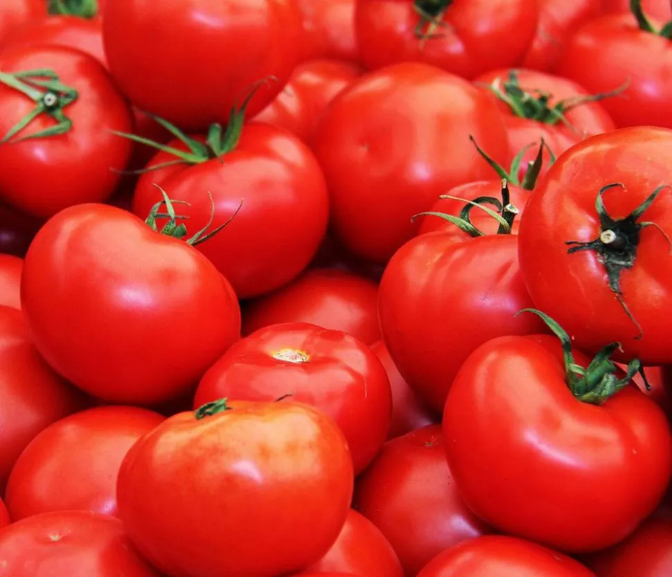 Dehner Gourmet Garten Steaktomate, veredelt