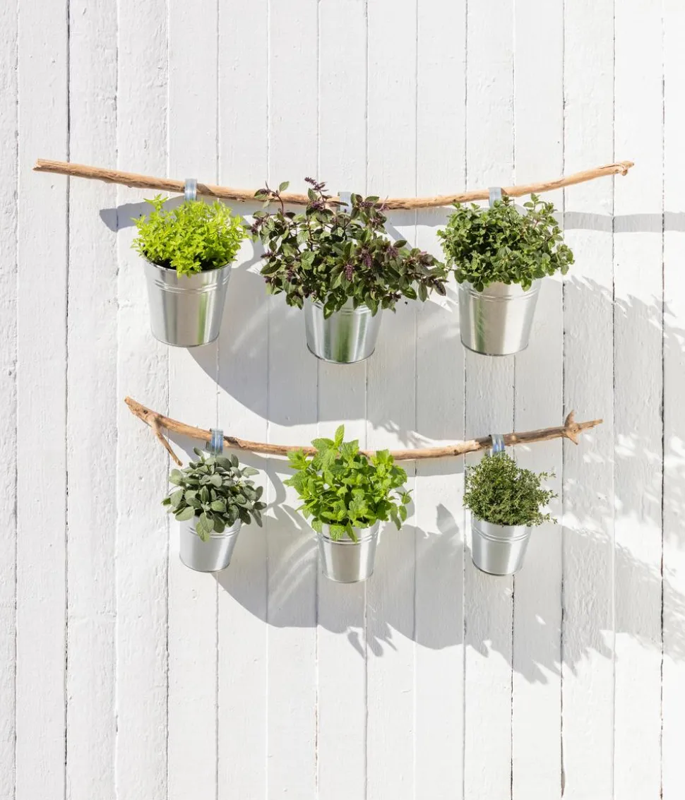 Dehner Gourmet Garten Zitronenmelisse