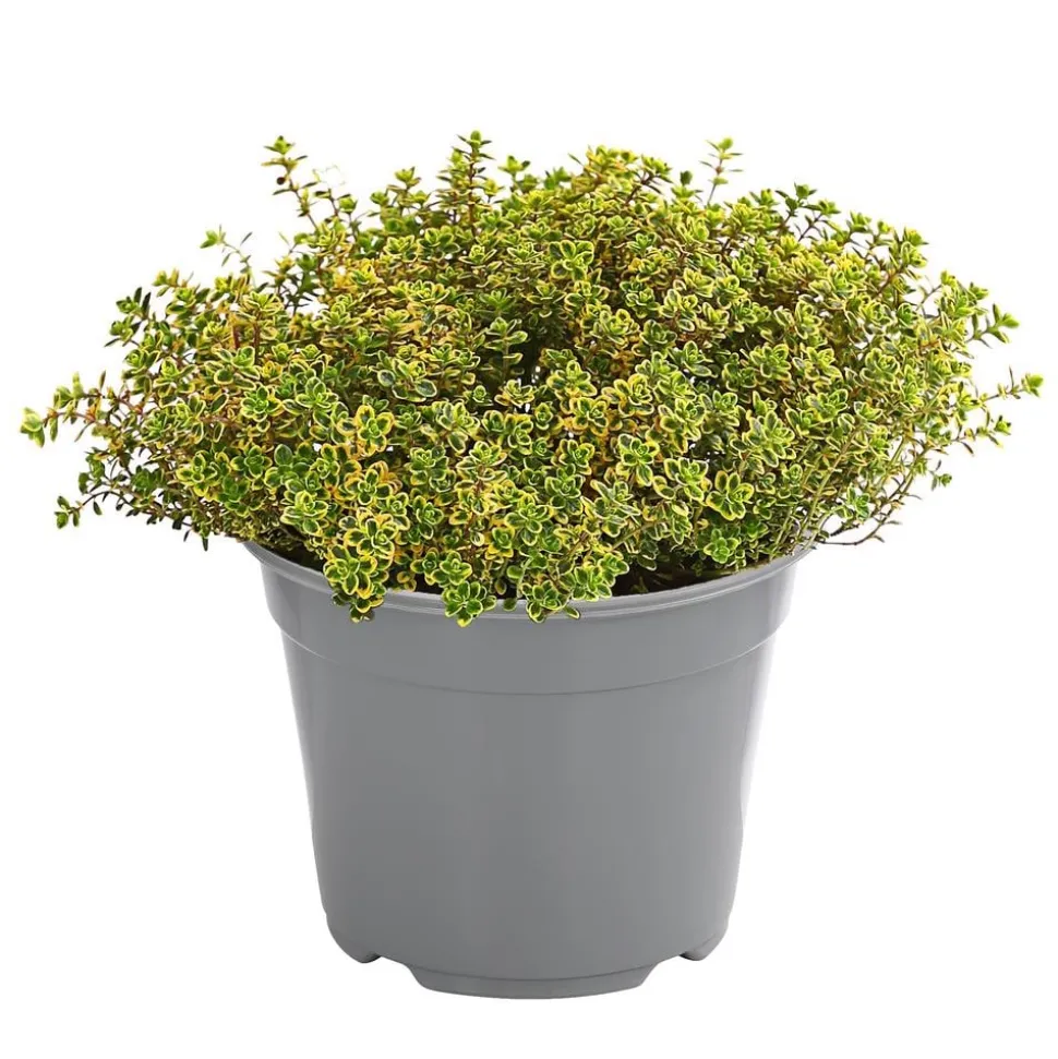 Dehner Gourmet Garten Zitronen-Thymian