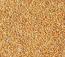 Dehner Lieblinge Honigfutter für Sittiche und Exoten, 20 g