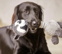 Dehner Lieblinge Hundespielzeug Racoon