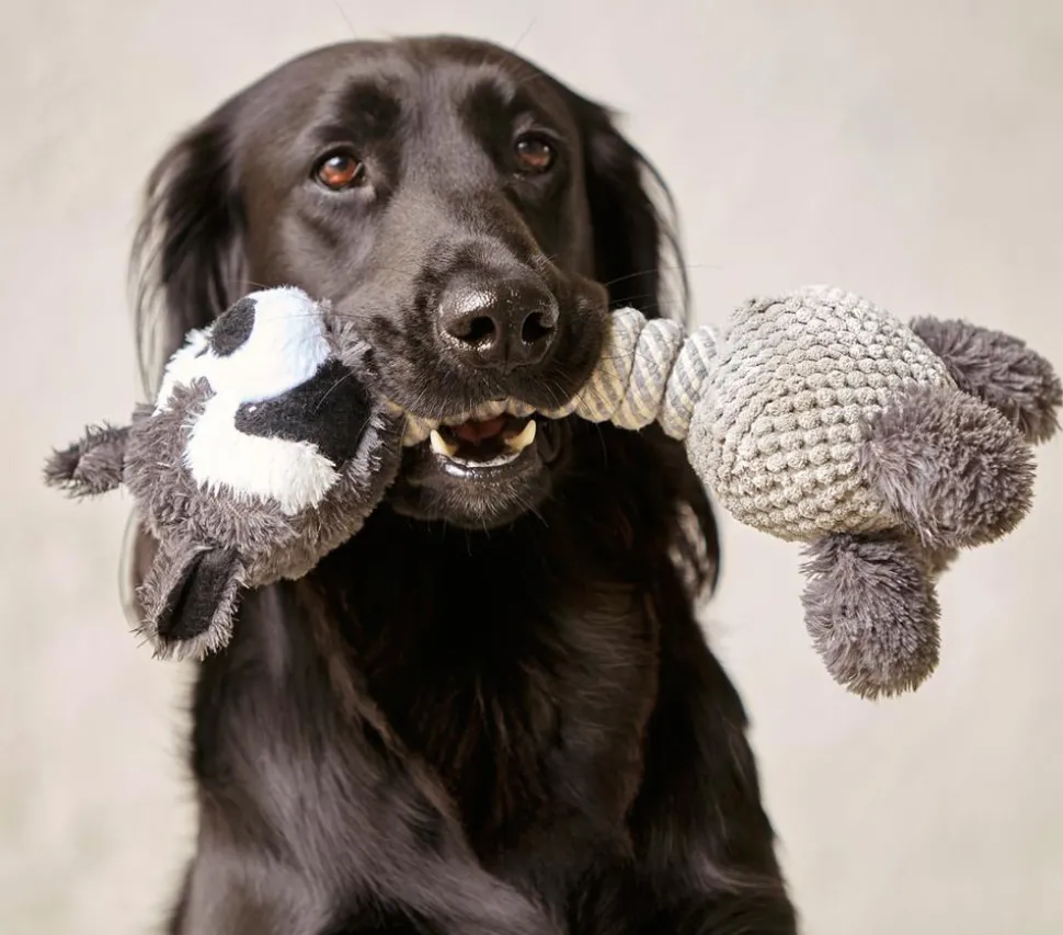 Dehner Lieblinge Hundespielzeug Racoon
