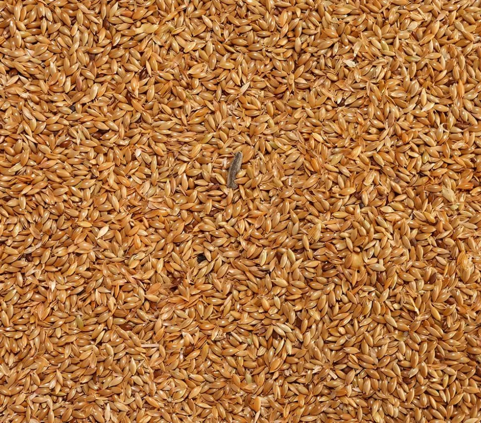 Dehner Lieblinge Kanariensaat, 1 kg