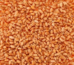 Dehner Lieblinge Katzengras Saatgut, 100 g
