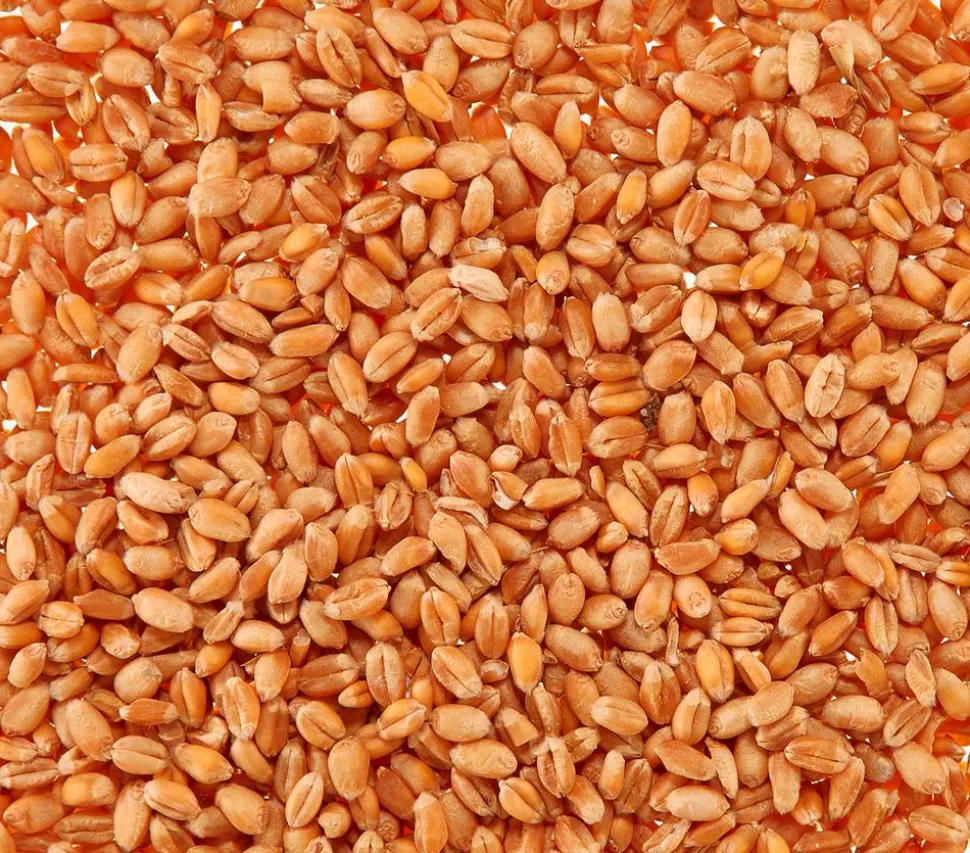 Dehner Lieblinge Katzengras Saatgut, 100 g
