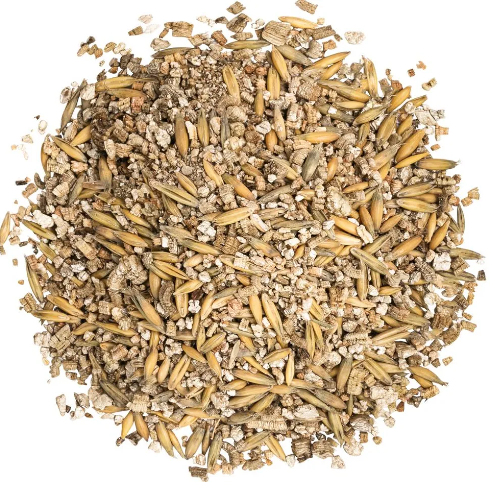 Dehner Lieblinge Katzengras, 2 x 100 g