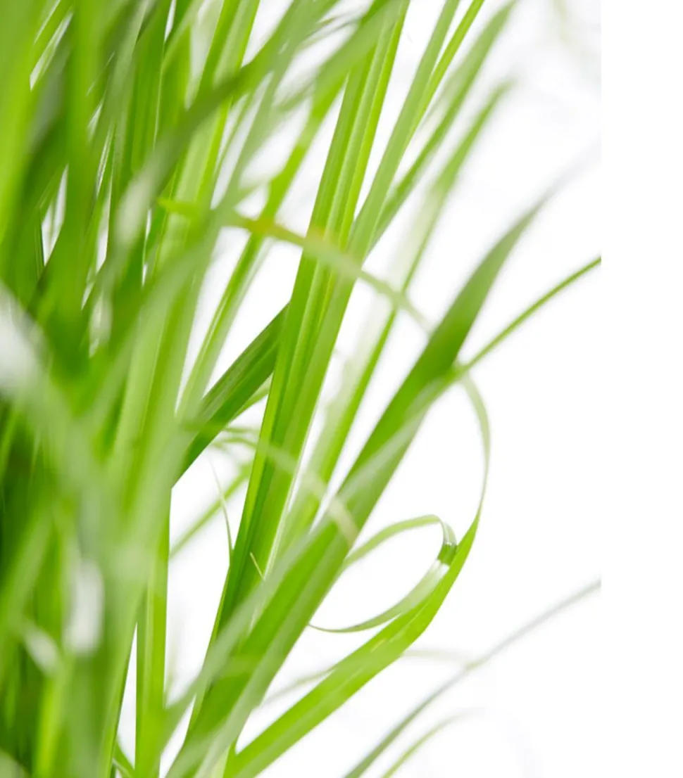 Dehner Lieblinge Katzengras - Cyperus zumula