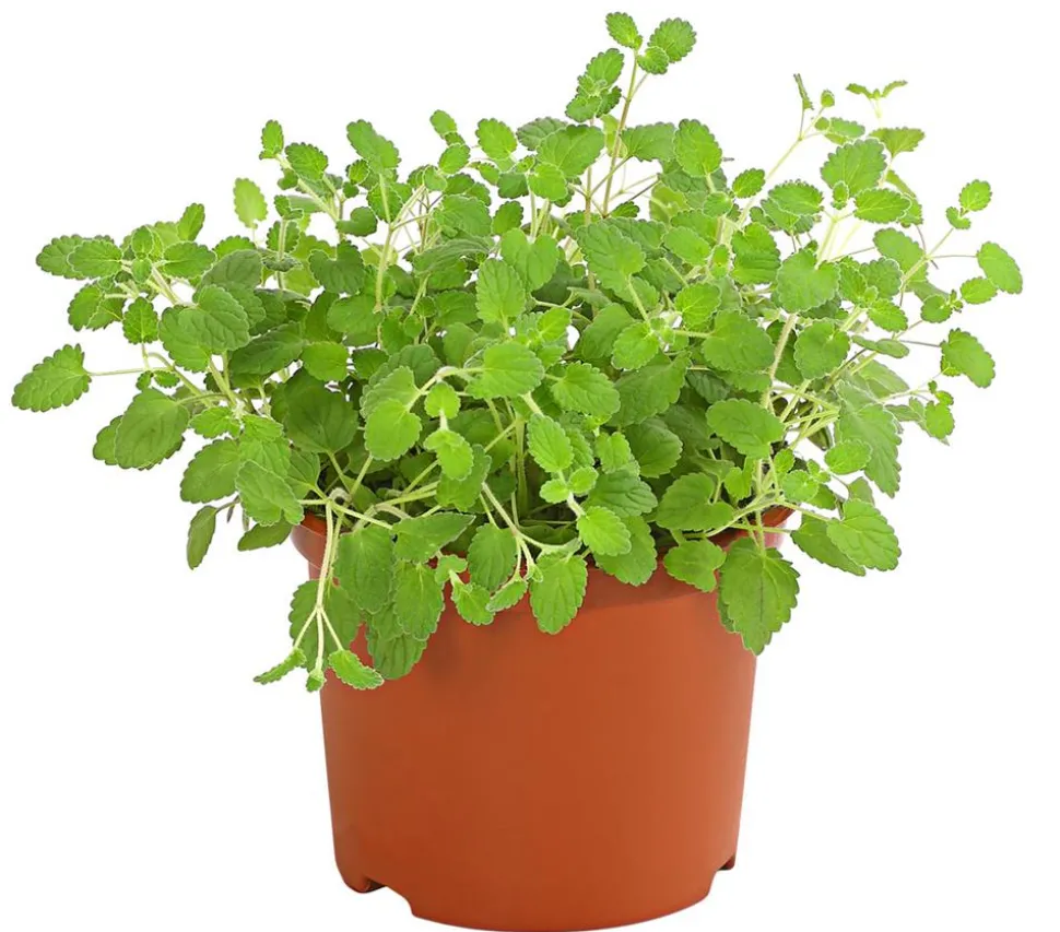 Dehner Lieblinge Katzenminze - Nepeta cataria