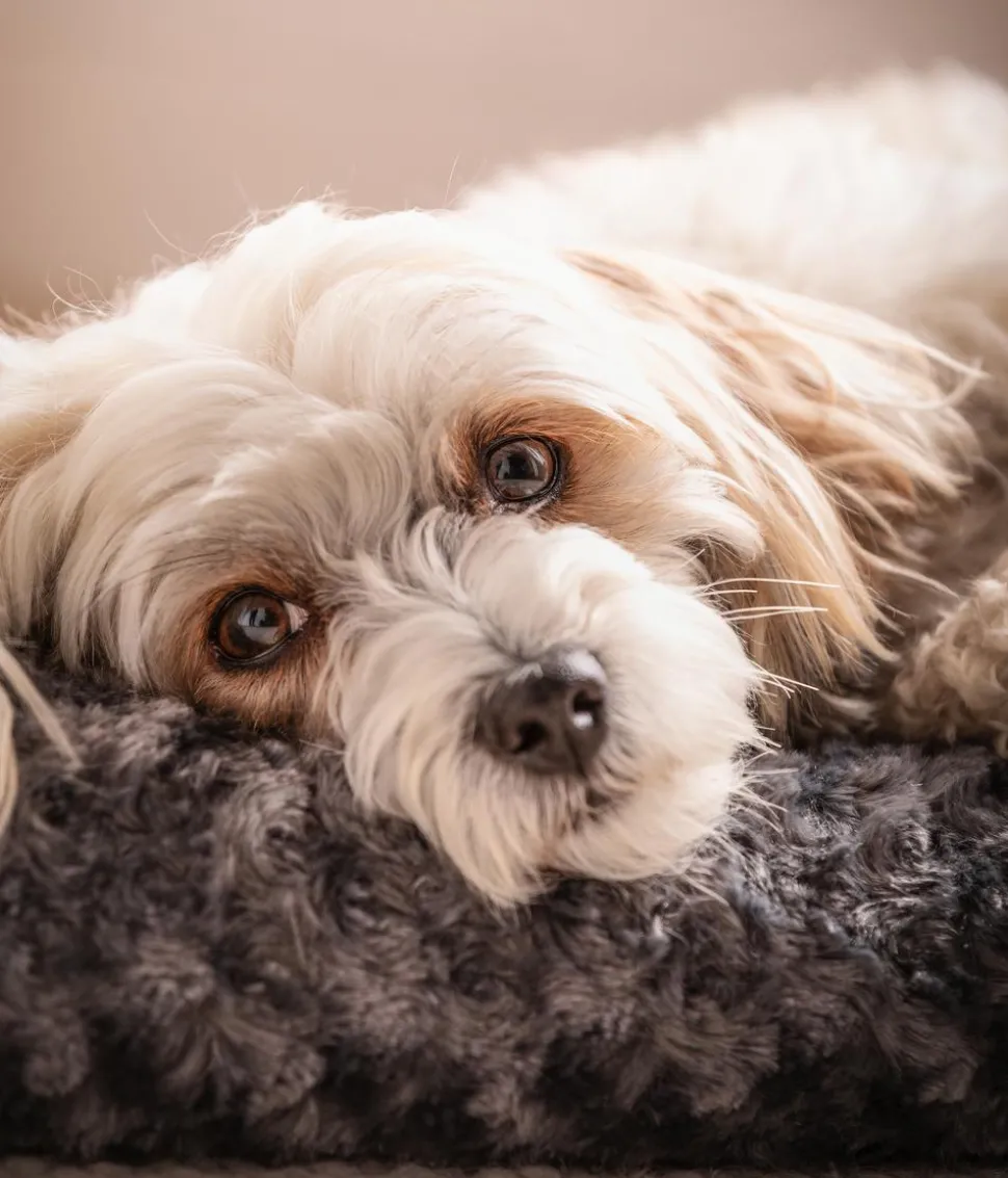Dehner Lieblinge Kuschelkissen Finley, rechteckig, grau