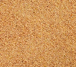 Dehner Lieblinge Silberhirse, 1 kg