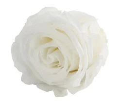 Dehner Longlife-Rose, ca. Ø6 cm