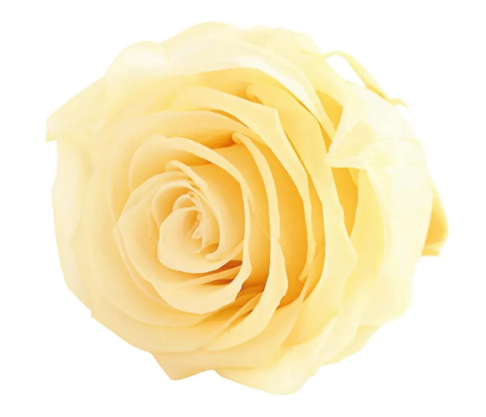 Dehner Longlife-Rose, ca. Ø6 cm