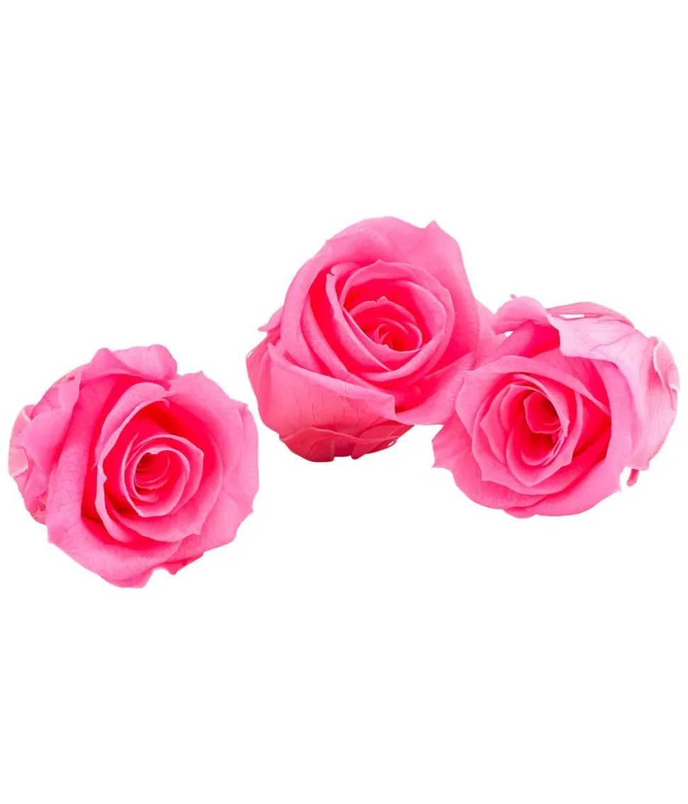 Dehner Longlife-Rose, ca. Ø3 cm