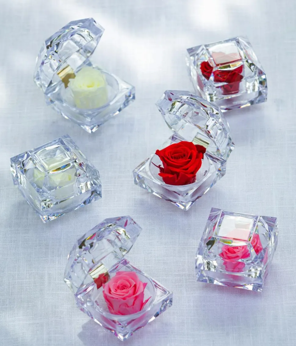 Dehner Longlife-Rose in Juwelenbox, ca. Ø3,5 cm