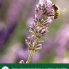 Dehner Natura Premium Insektenhotel Cuneo