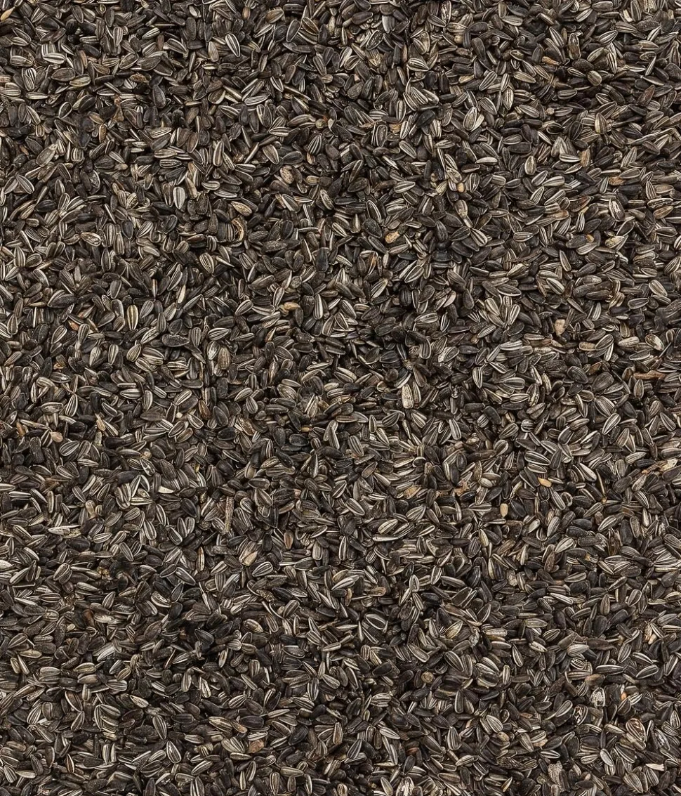 Dehner Natura Premium Wildvogelfutter Pinienzapfen