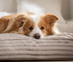 Dehner Premium Orthopädische Hundematratze Soyala, rechteckig, ca. B120/H15/T80 cm