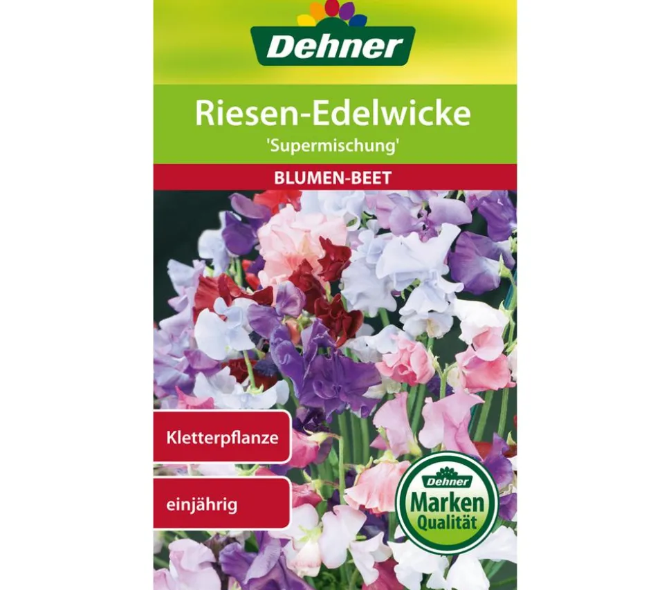 Dehner Samen Riesen-Edelwicke 'Supermischung'