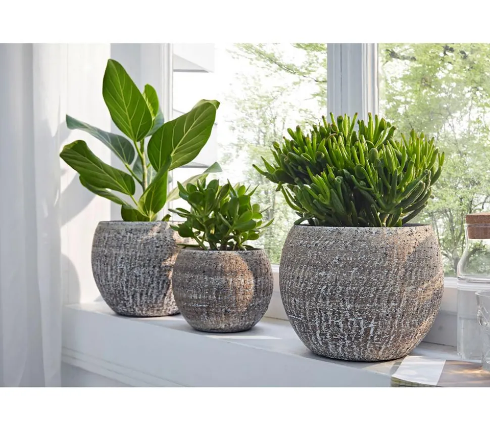 Dickblatt - Crassula cultivars, verschiedene Sorten